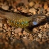 Velejesterka modroskvrnna - Gallotia galloti - Tenerife Lizard 2731